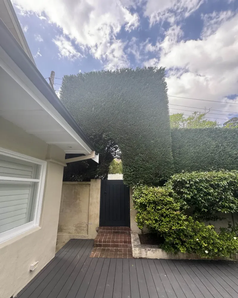 A tall conifer hedge squared off beside a black timber gate and a fresh deck