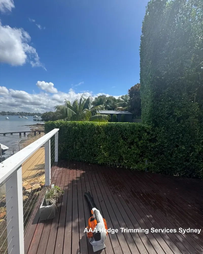 A trimmed hedge line along a Sydney front garden
