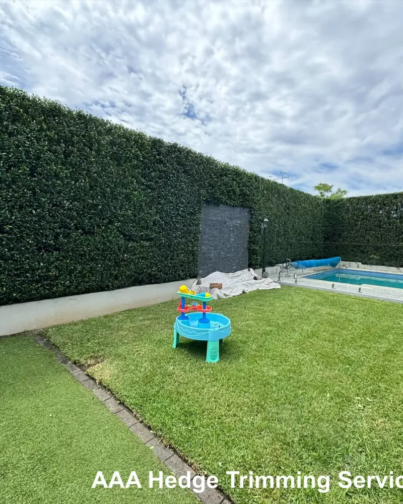 A clipped formal hedge shaped by AAA Hedge Trimming Service