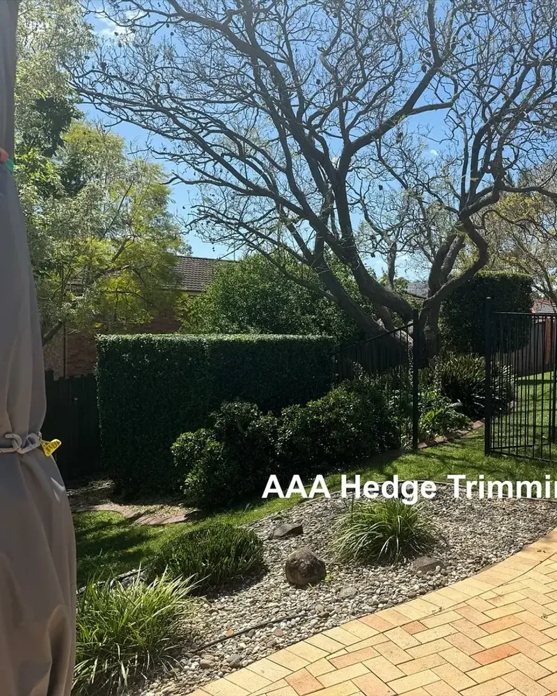 A curved lilly pilly hedge beside a brick driveway, AAA Hedge Trimming Services Sydney