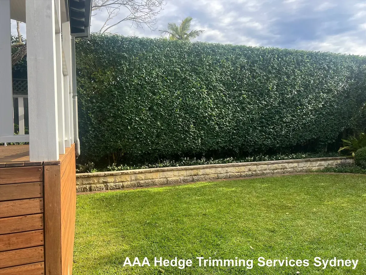 Freshly shaped hedges by AAA Hedge Trimming Service