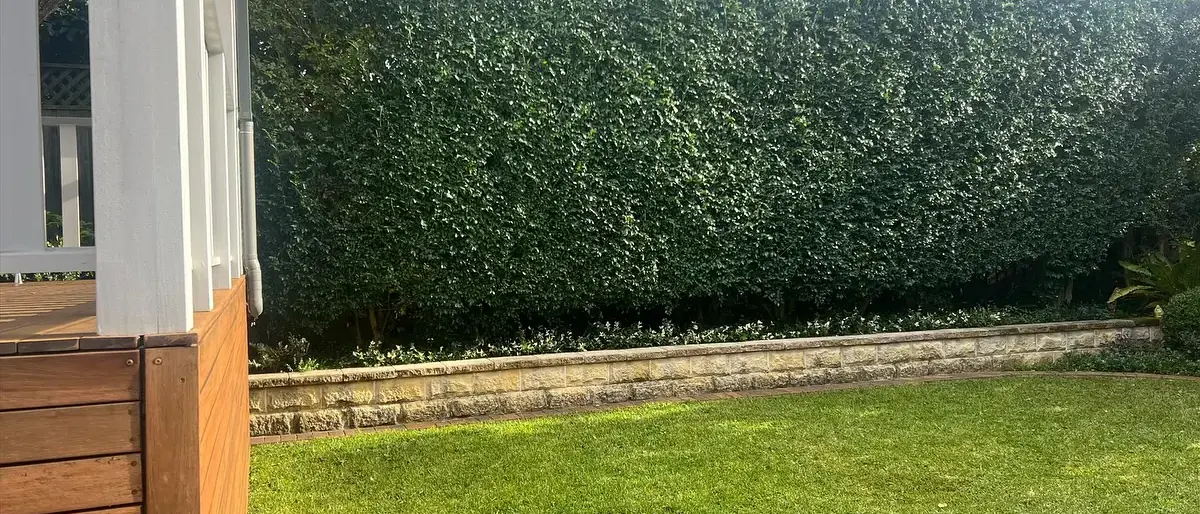 Freshly shaped hedges by AAA Hedge Trimming Service